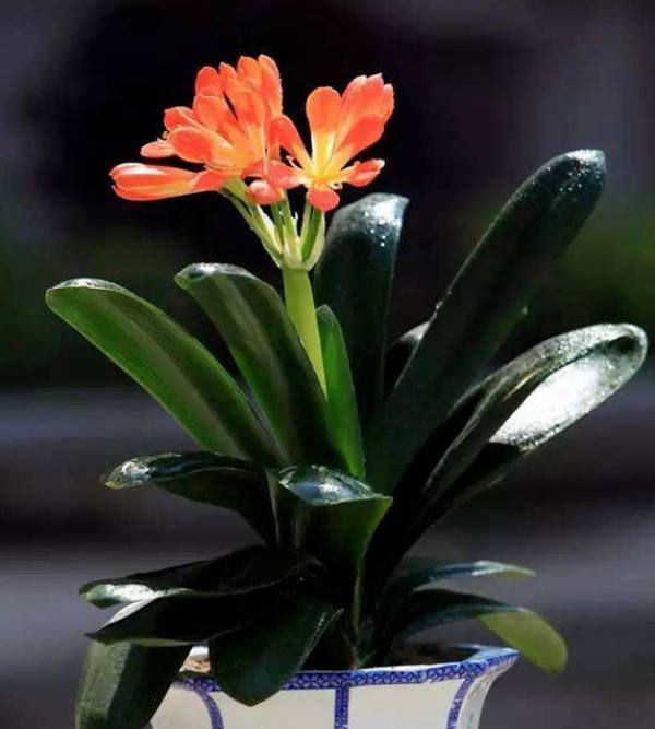 Clivia miniata