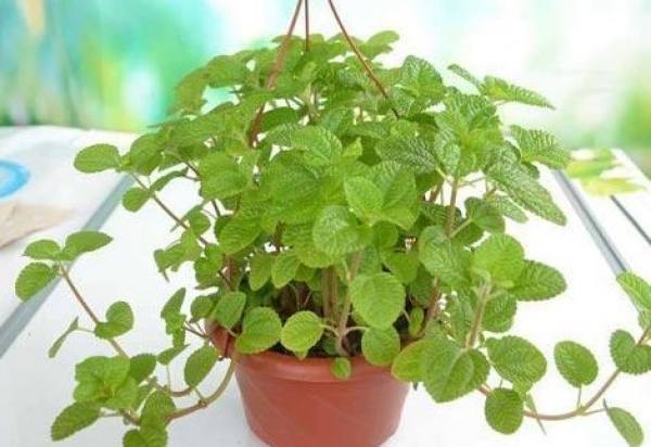 Peppermint