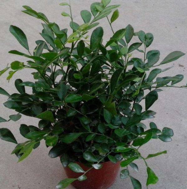 lemon tree