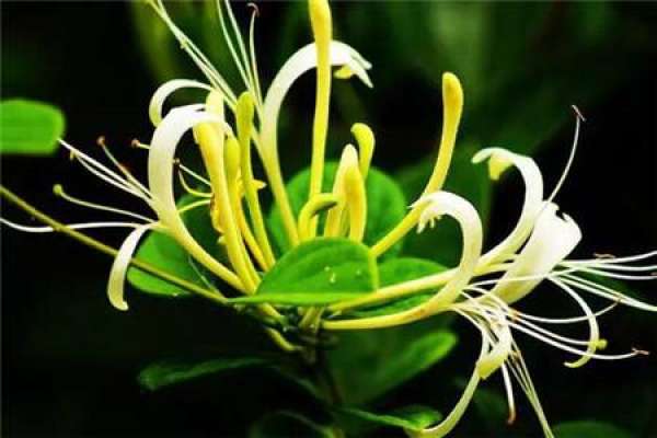 honeysuckle
