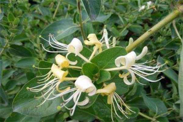 honeysuckle