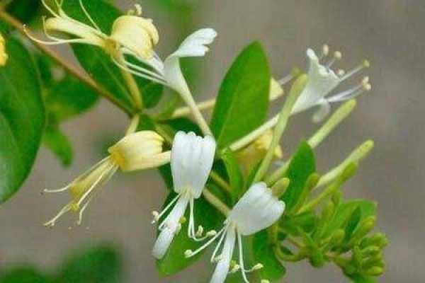 Lonicera japonica