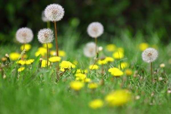dandelion