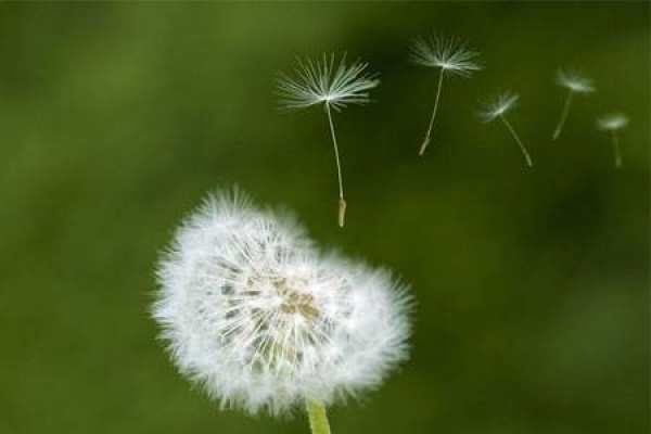 Dandelion