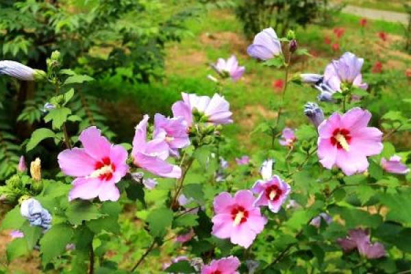 Hibiscus