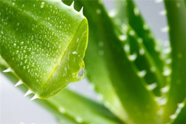 Chinese aloe