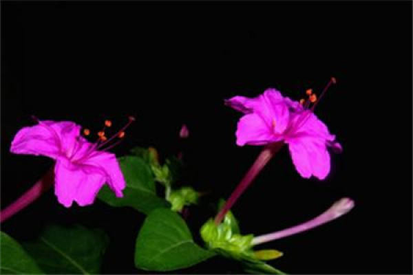 Common Mirabilis
