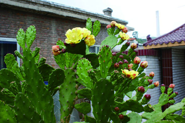 cactus