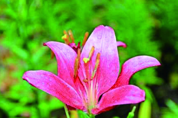Lily Flower