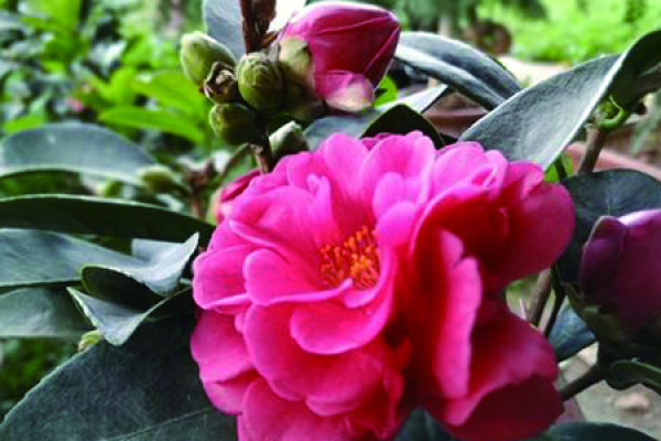 Camellia