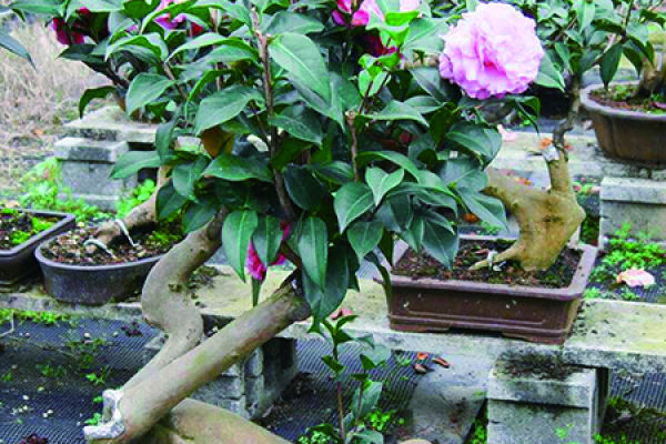 Camellia