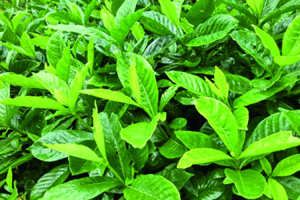 Gardenia jasminoides