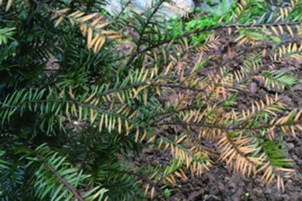 Red Bean Fir