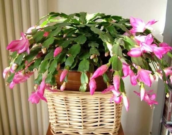 Zygocactus japonicus