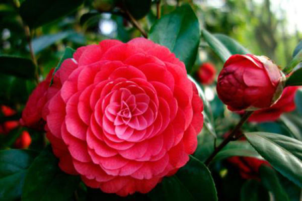 Camellia