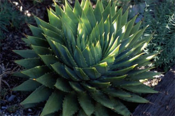 Aloe polyphylla