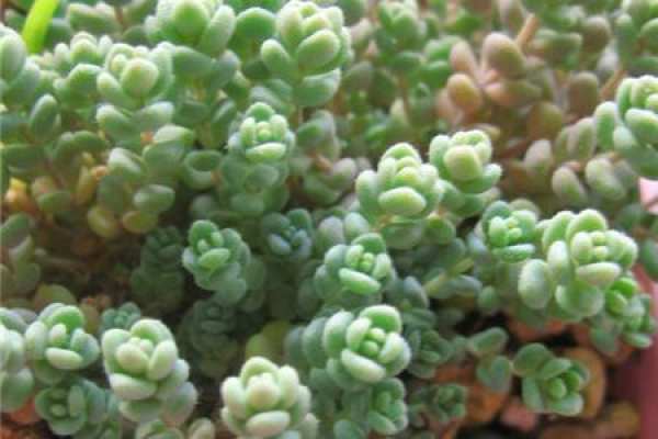 Mung bean