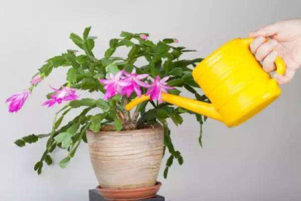 Zygocactus japonicus