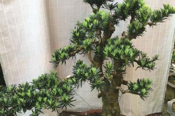 Podocarpus macrophylla