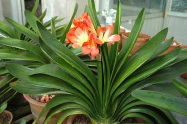 Clivia miniata