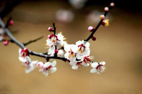 Plum blossom