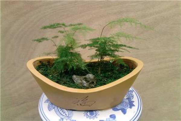 bamboo