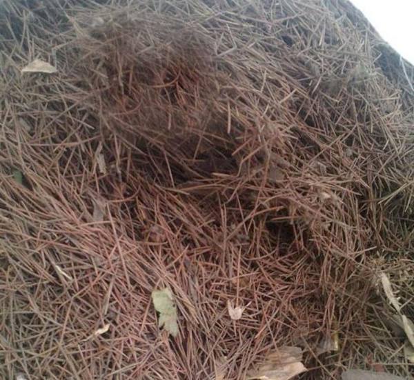 plant