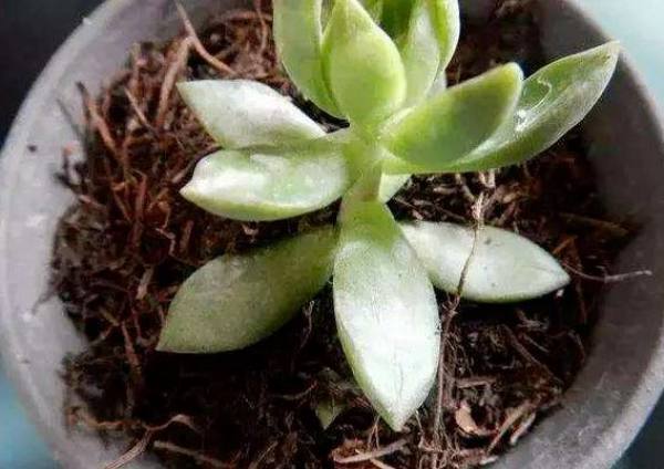 Pine Needle Flower Culture