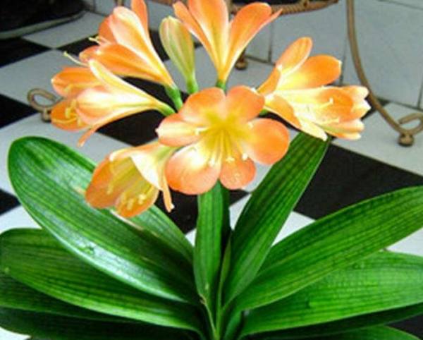 Clivia miniata