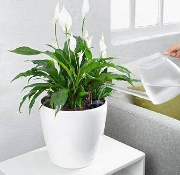 Watering