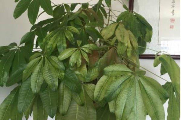 Fortune Tree