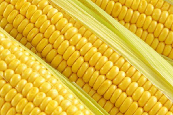 fruit corn