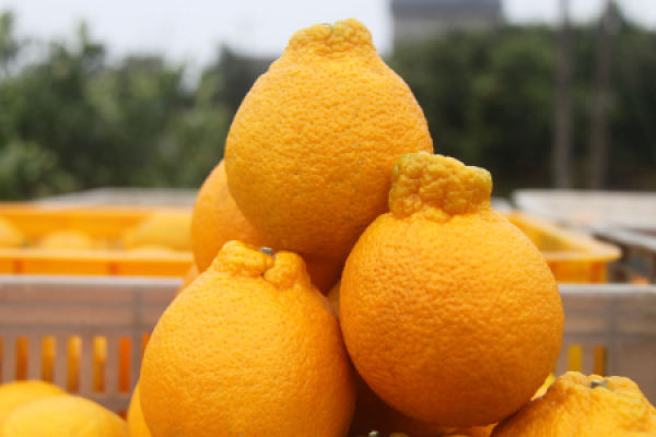 Ugly Orange