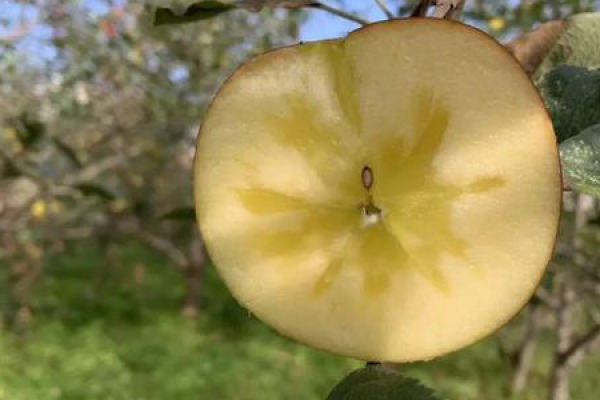 ugly Apple
