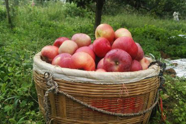 ugly Apple