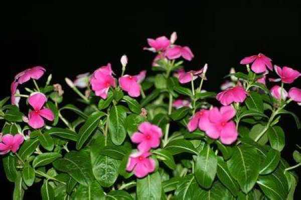 Changchun flower