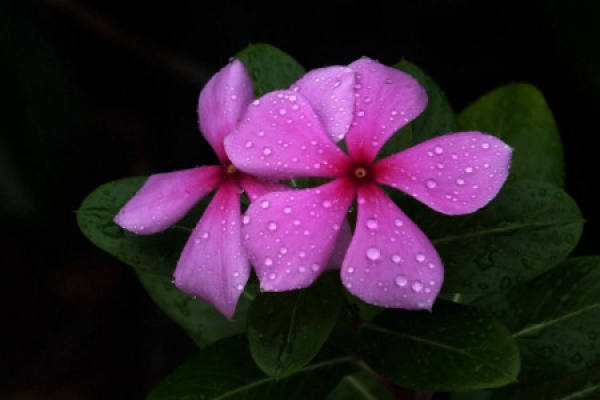 Changchun flower