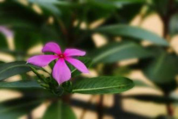Catharanthus
