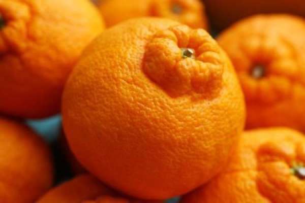 Ugly Orange