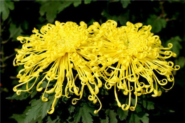 Chrysanthemum