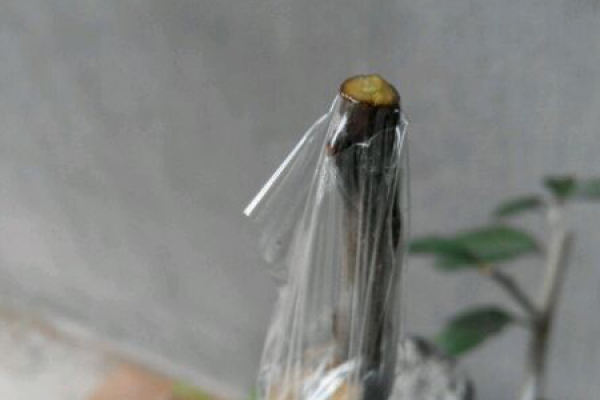 Golden Marble