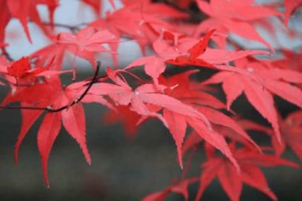 Red Maple