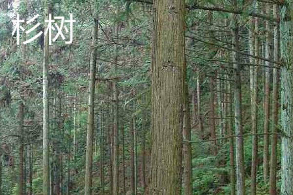 cedar