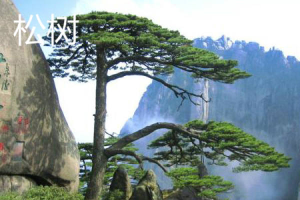 Pine tree