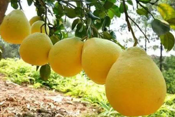 Sha Tian pomelo