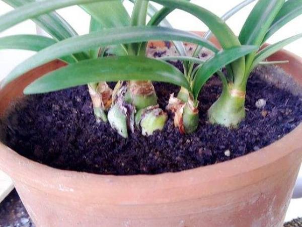 Amaryllis vittata