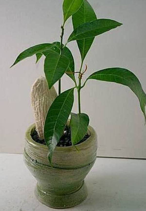 plants