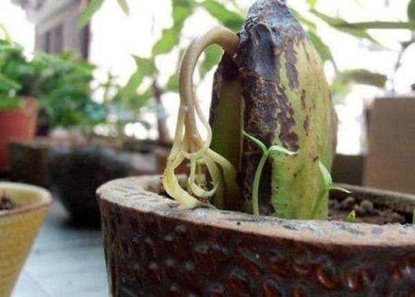 Potted mango