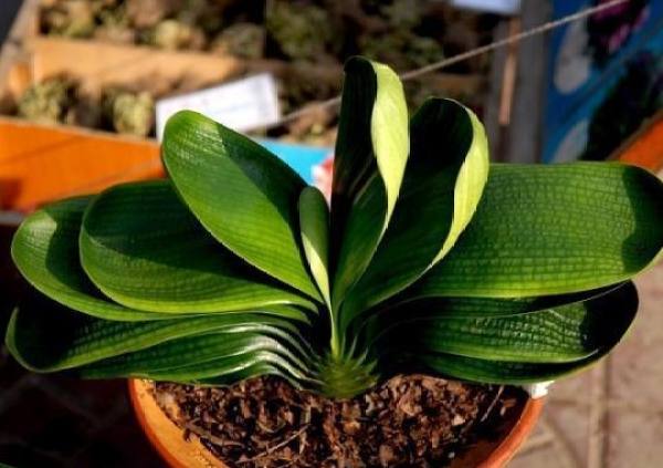 Clivia miniata