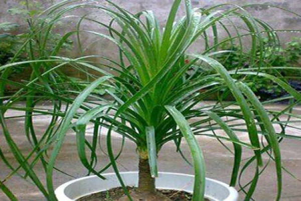 Ophiopogon japonicus